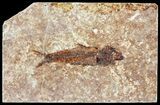 Knightia Fossil Fish - Wyoming #60832-1